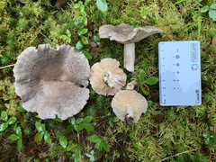 Lactarius hibbardiae