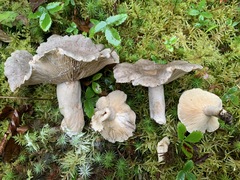 Lactarius hibbardiae