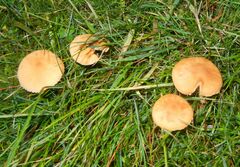 Cystoderma