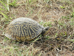 Terrapene carolina bauri