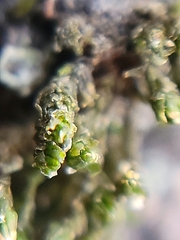 Nyholmiella obtusifolia