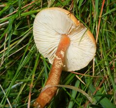 Cystoderma
