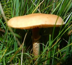 Cystoderma