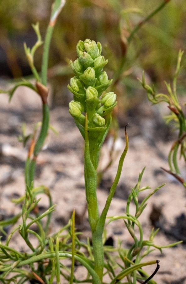 Corycium excisum