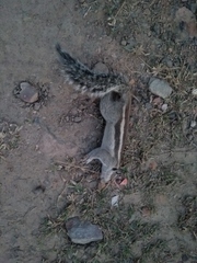 Funambulus pennantii