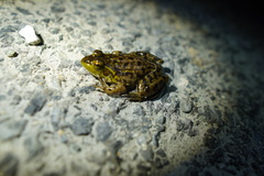 Lithobates septentrionalis
