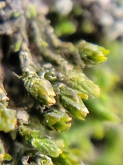 Nyholmiella obtusifolia