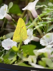 Phoebis philea
