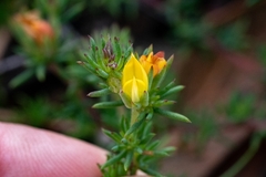 Aspalathus juniperina