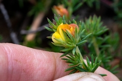 Aspalathus juniperina