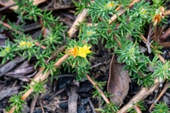 Aspalathus juniperina