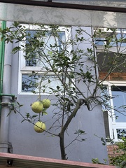 Artocarpus heterophyllus