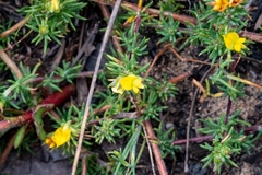 Aspalathus juniperina