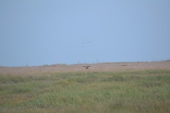 Falco femoralis