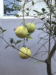 Artocarpus heterophyllus