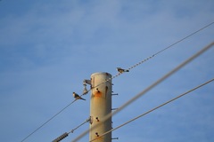 Falco femoralis