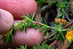 Aspalathus juniperina
