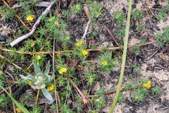 Aspalathus juniperina