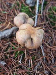 Chroogomphus helveticus