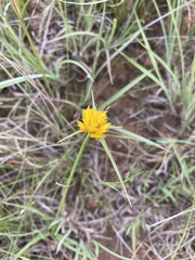 Cyperus sphaerocephalus