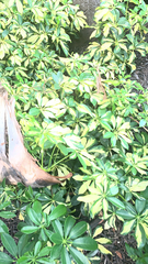 Heptapleurum arboricola