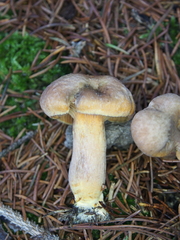 Chroogomphus helveticus