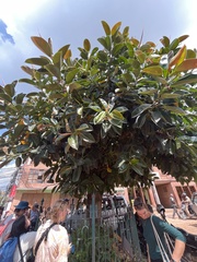 Ficus elastica