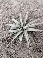 Tillandsia incarnata