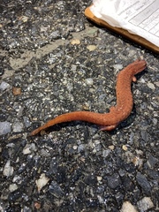 Gyrinophilus porphyriticus