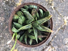 Gasteria