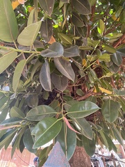 Ficus elastica