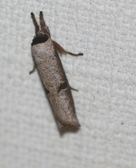 Pilostibes stigmatias