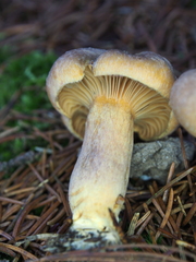 Chroogomphus helveticus