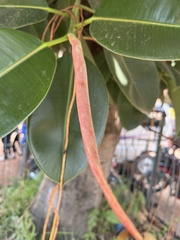 Ficus elastica