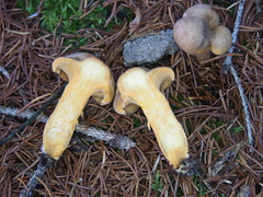 Chroogomphus helveticus