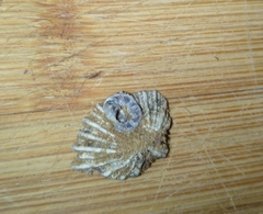 Siphonaria