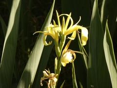 Canna glauca
