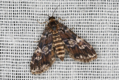 Elophila responsalis