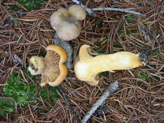 Chroogomphus helveticus