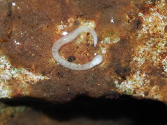 Naididae