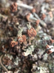 Cladonia peziziformis