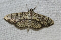 Haritalodes obliqualis