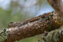 Acanthocercus atricollis