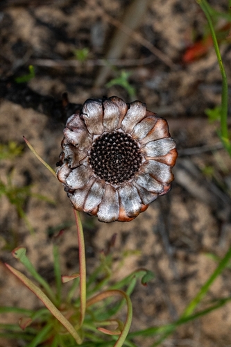 Image of Protea angustata by (c) magriet b, some rights reserved (CC BY-SA)