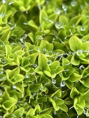 Syntrichia montana