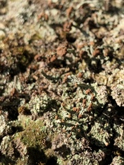 Cladonia peziziformis