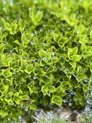 Syntrichia montana