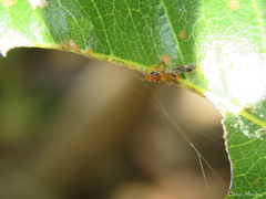 Pseudomyrmex
