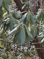 Rhododendron
