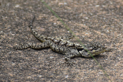 Acanthocercus atricollis